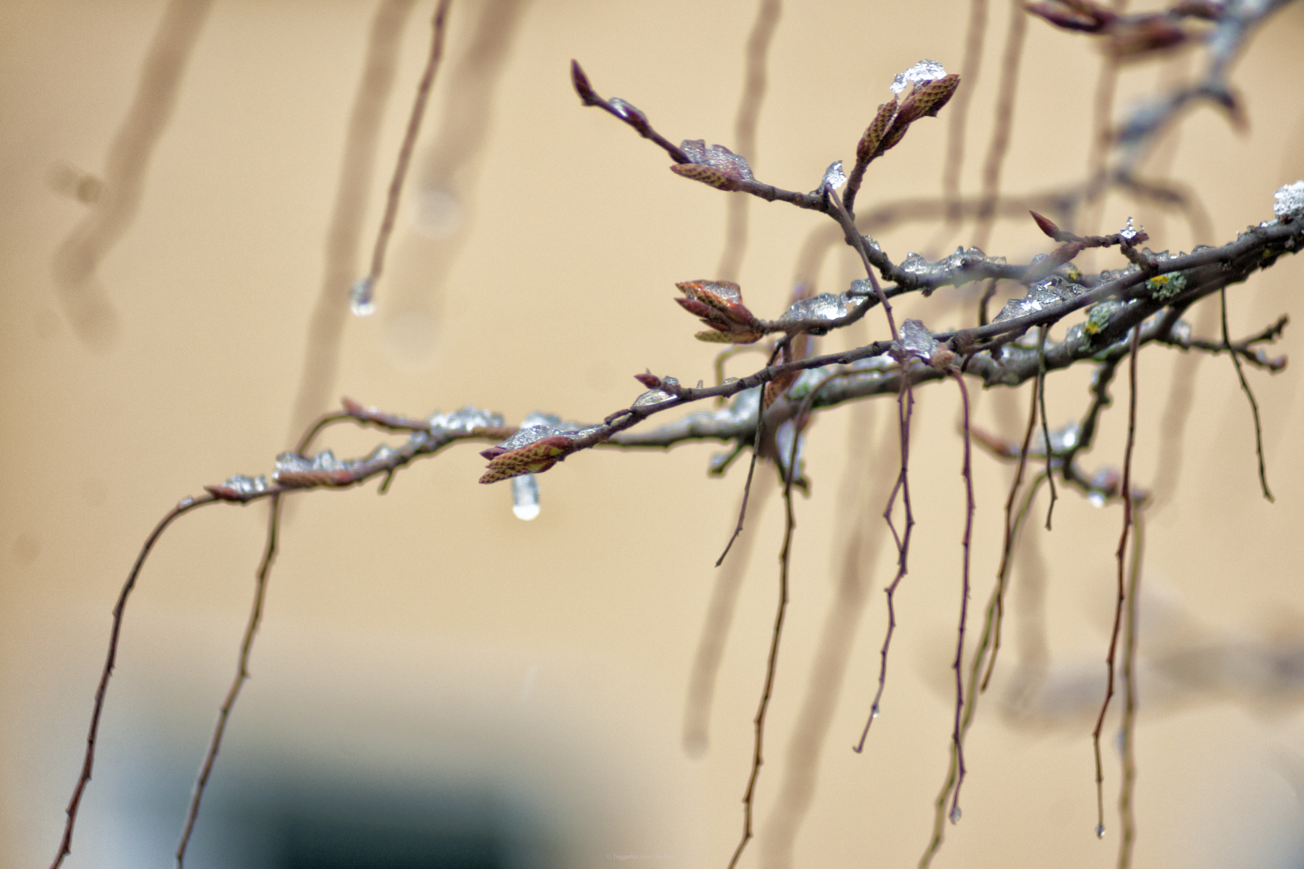 ice