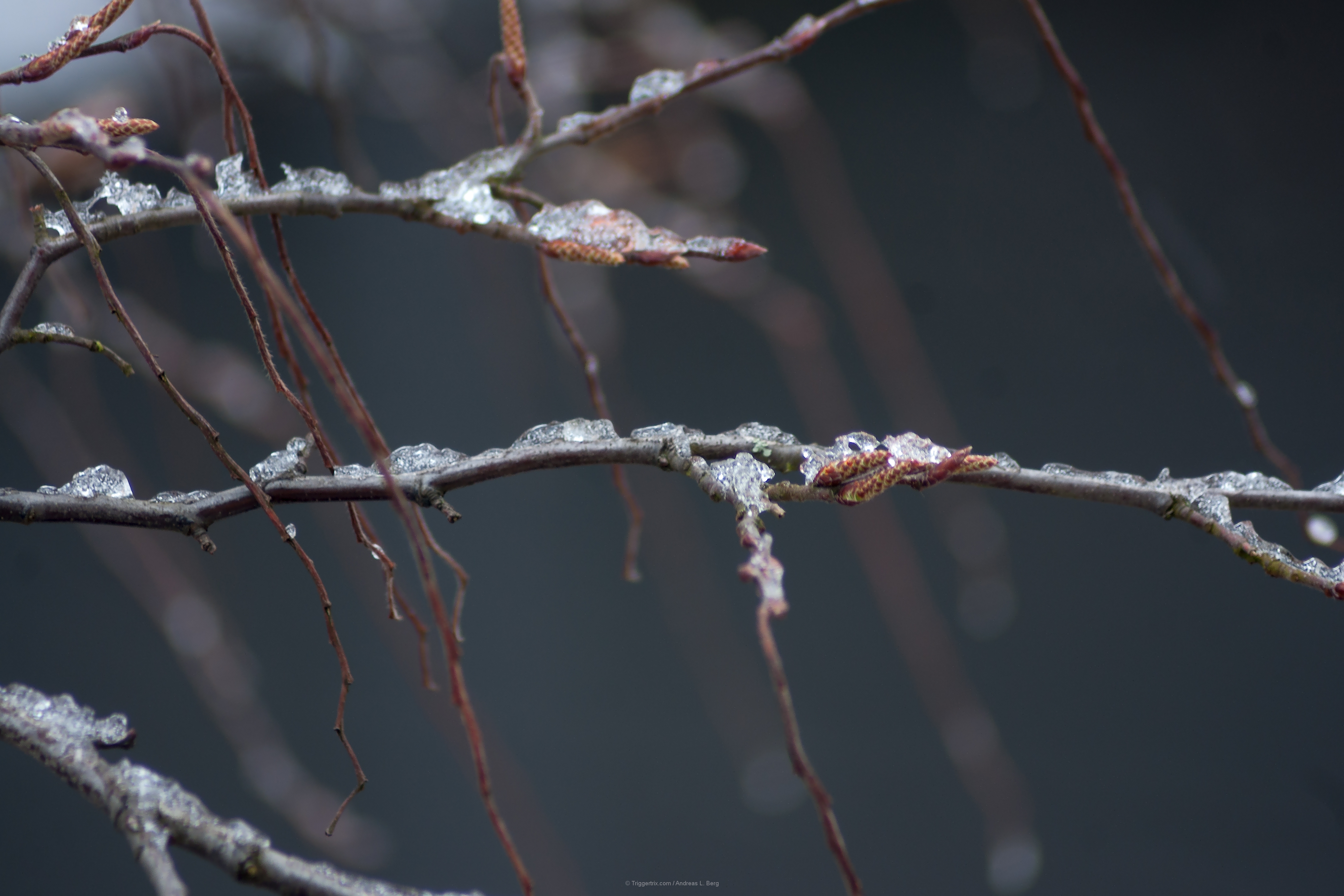 ice