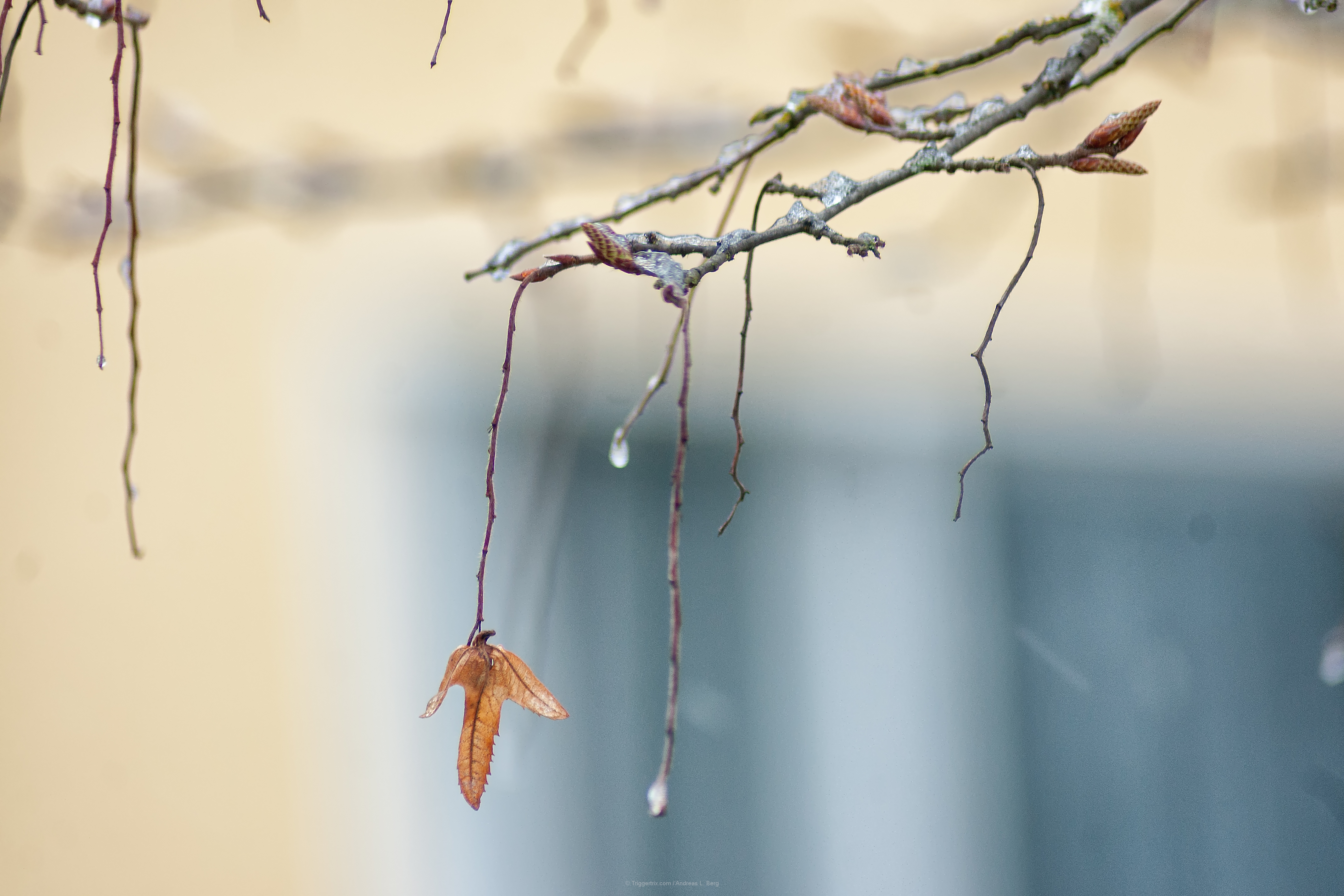 ice
