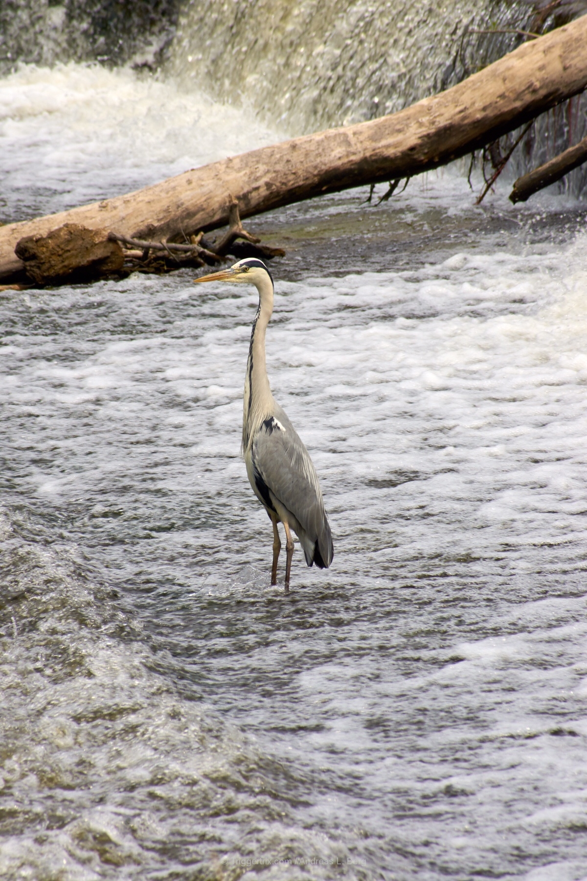 heron