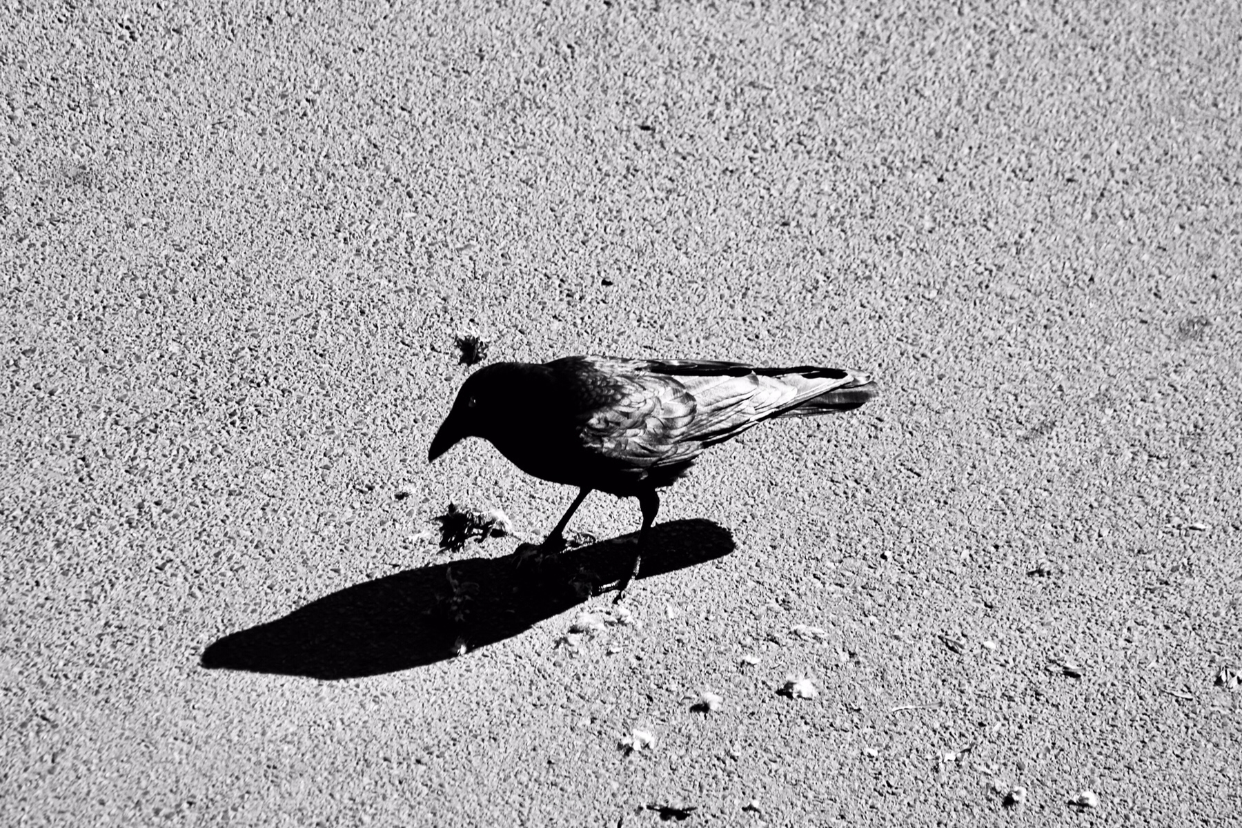 nevermore