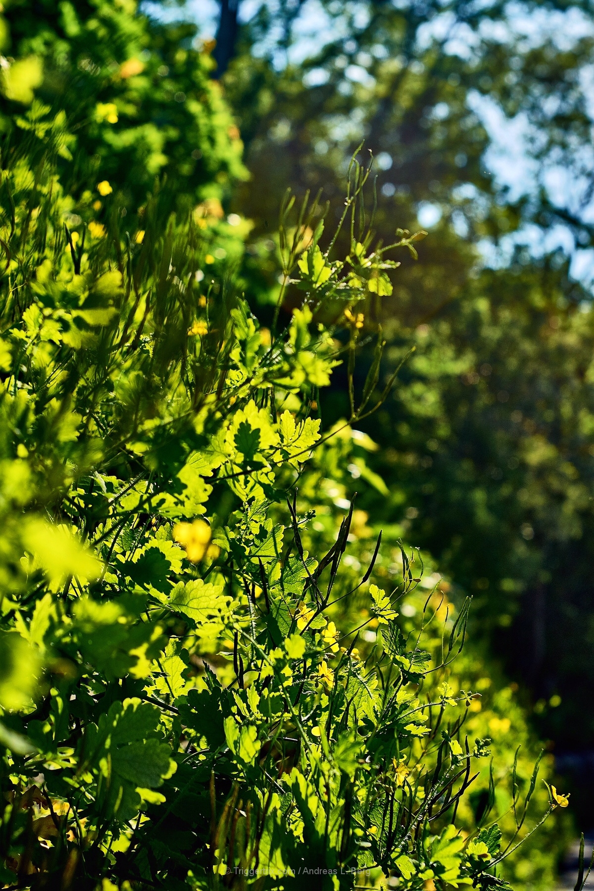 celandine