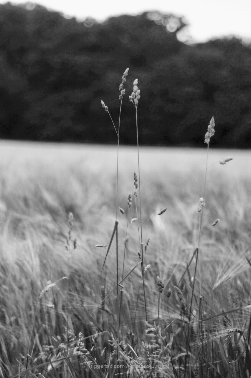 straw in the rye