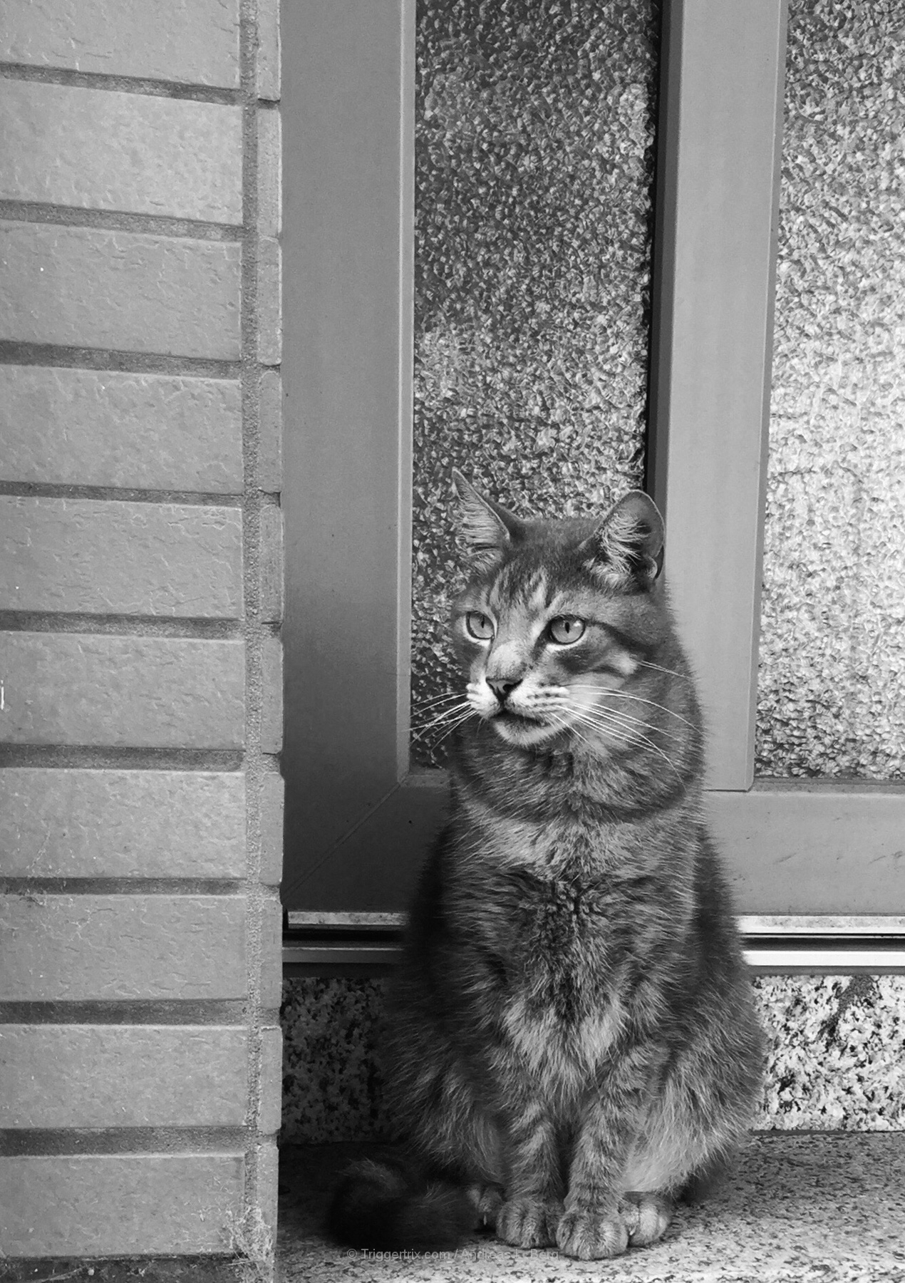 meow