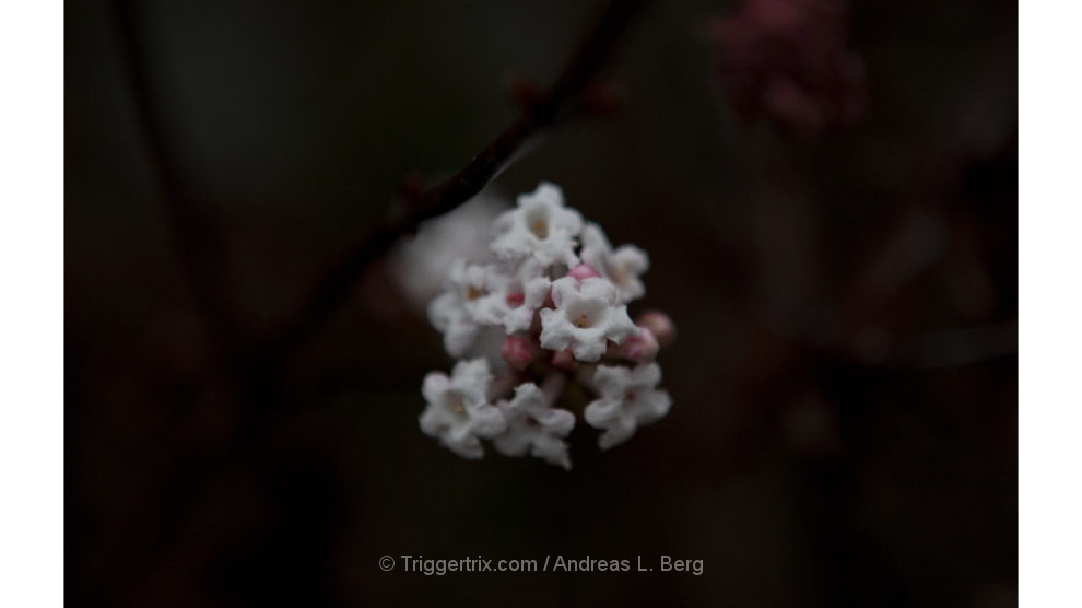 winter solstice