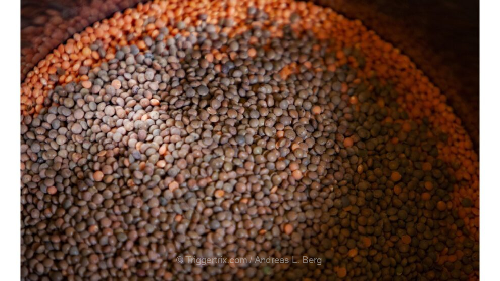 lentil