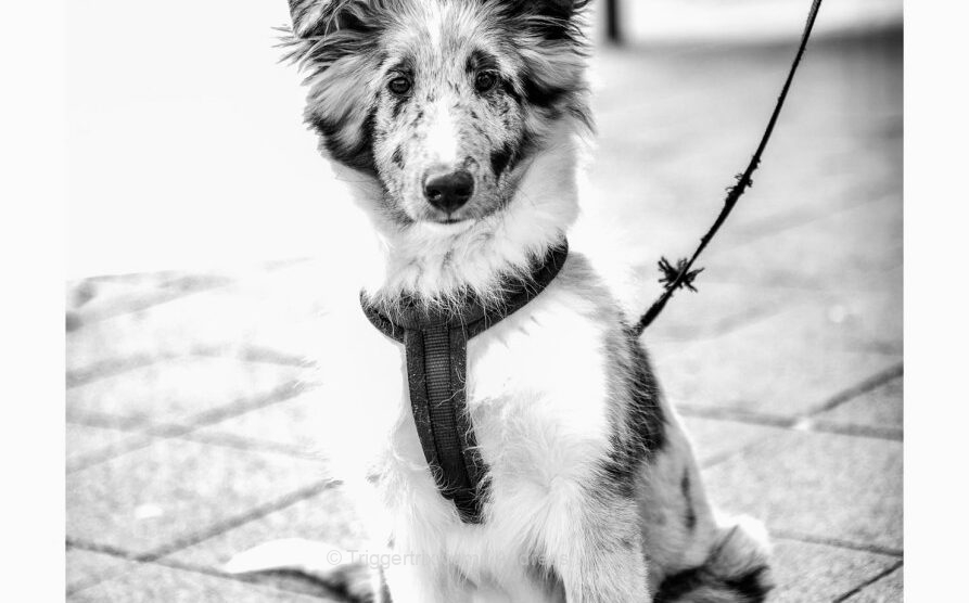 puppy