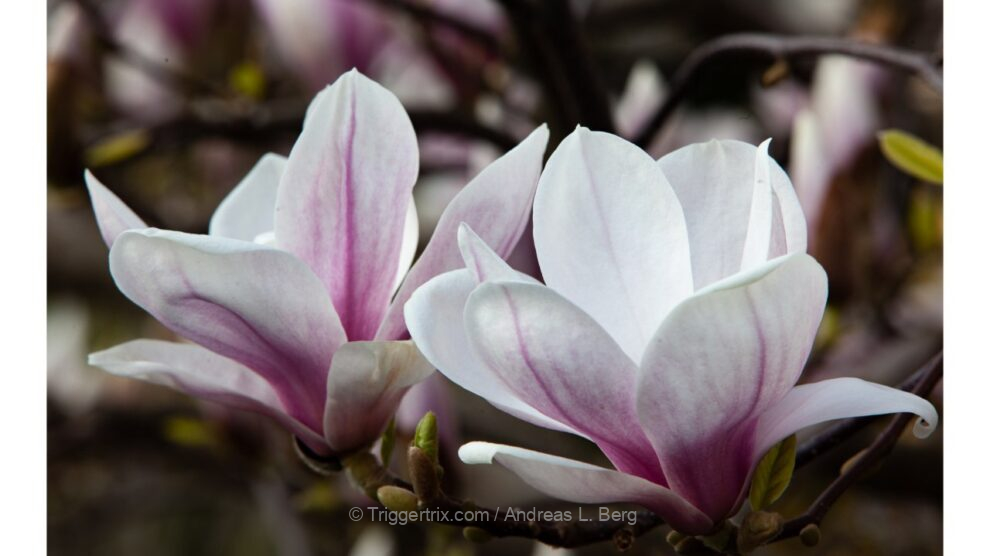 magnolia
