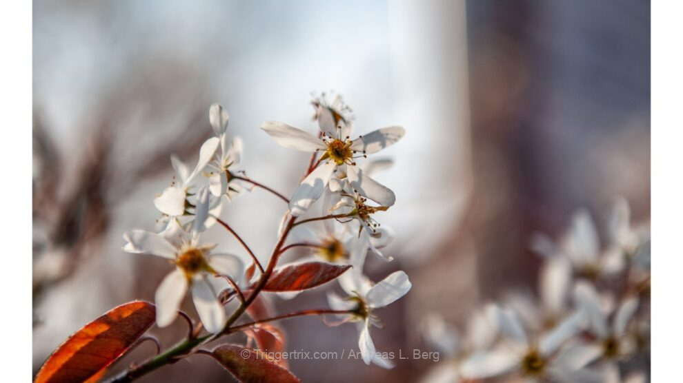 petal