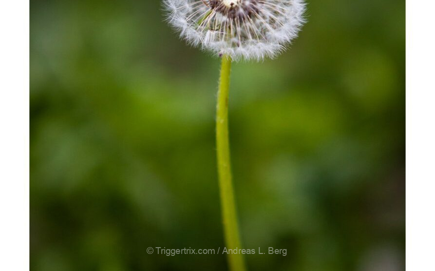 dandelion