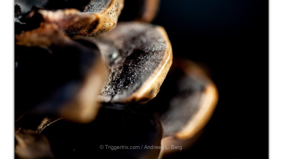 pine cone