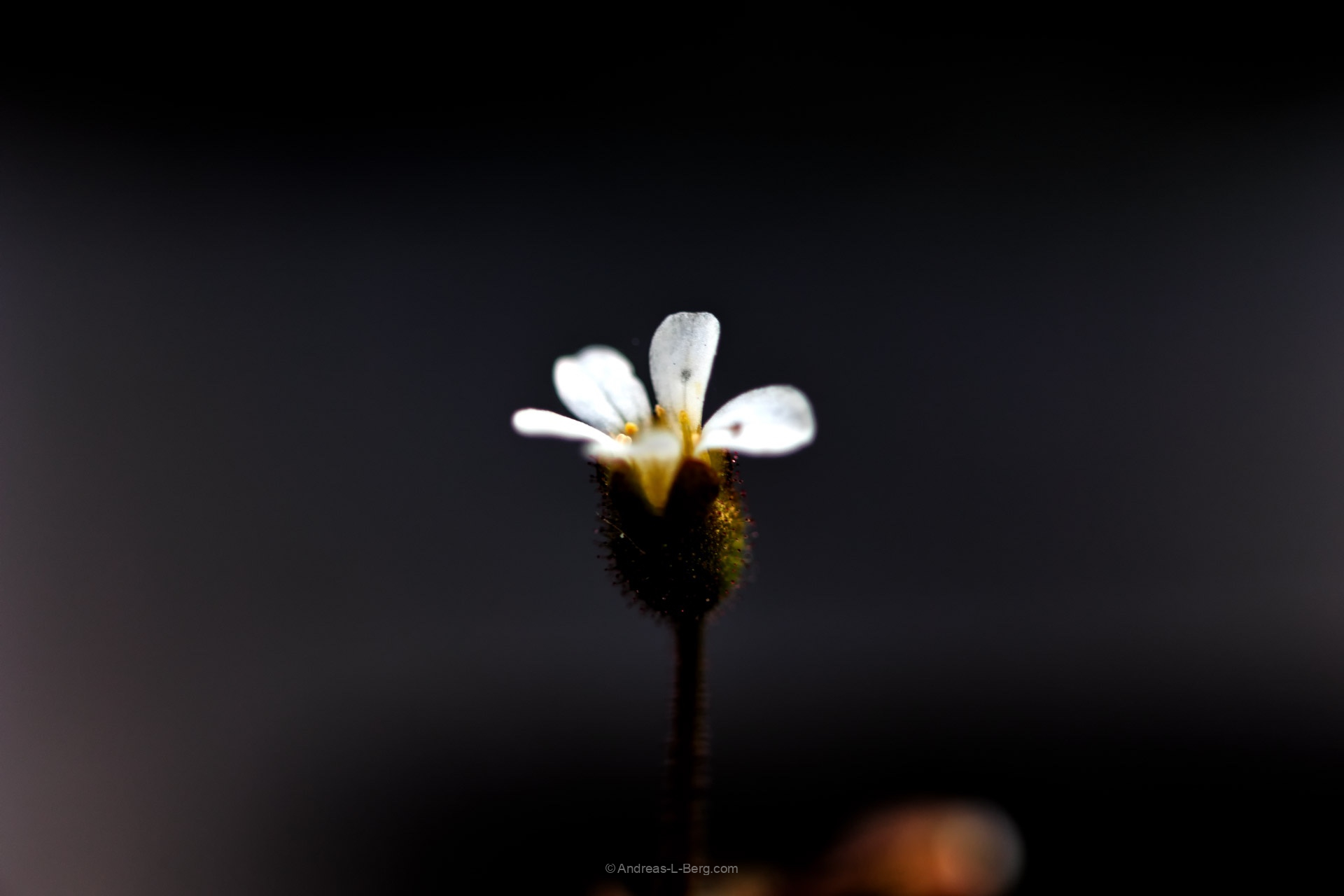 saxifraga tridactylites