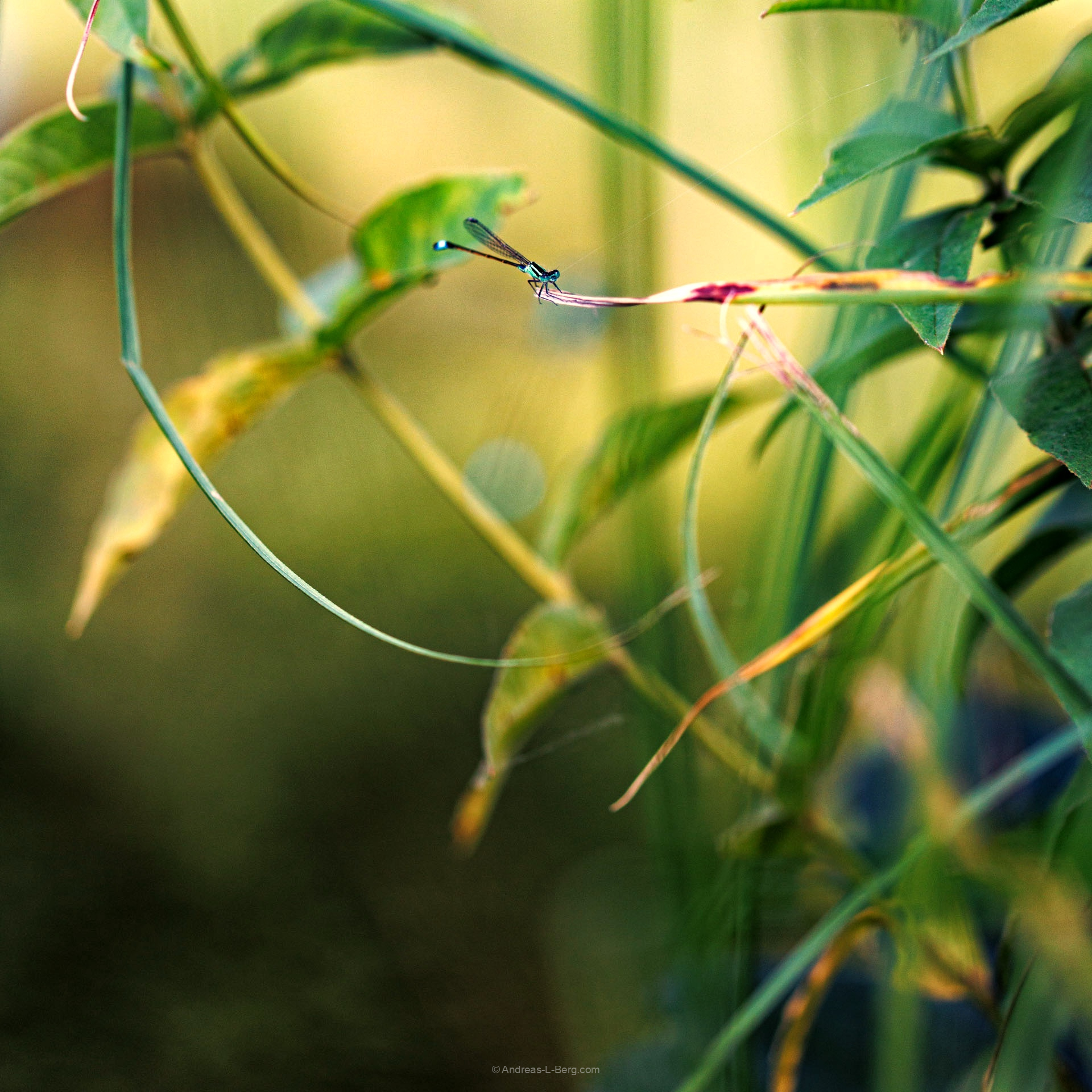 jungle