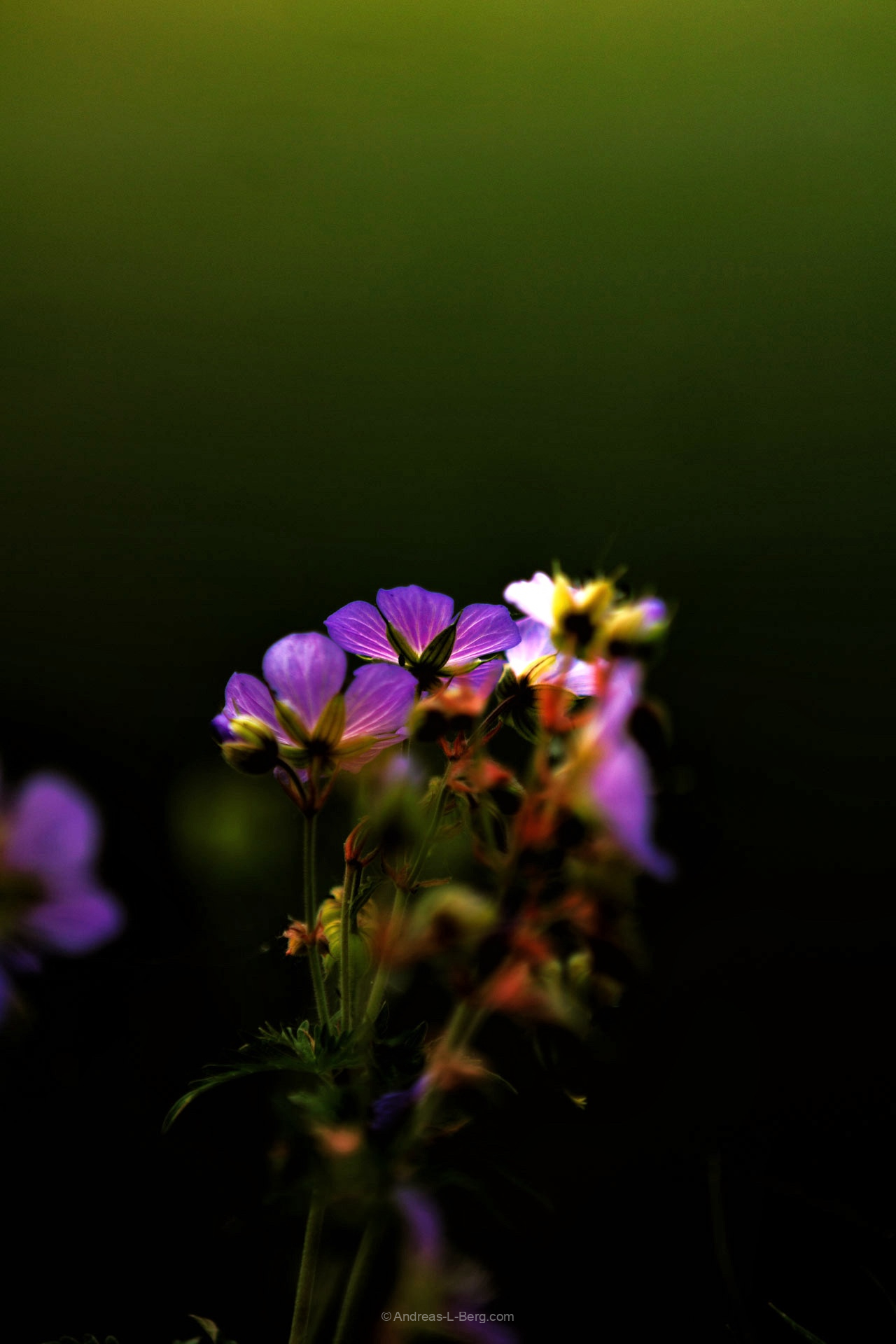 glow