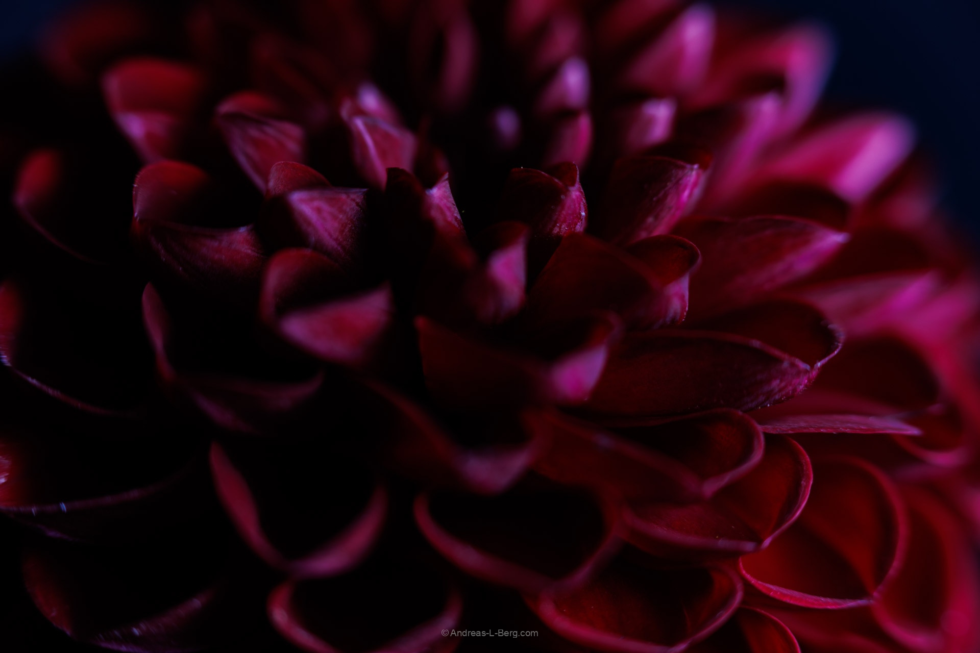 chrysanthemum morifoliom