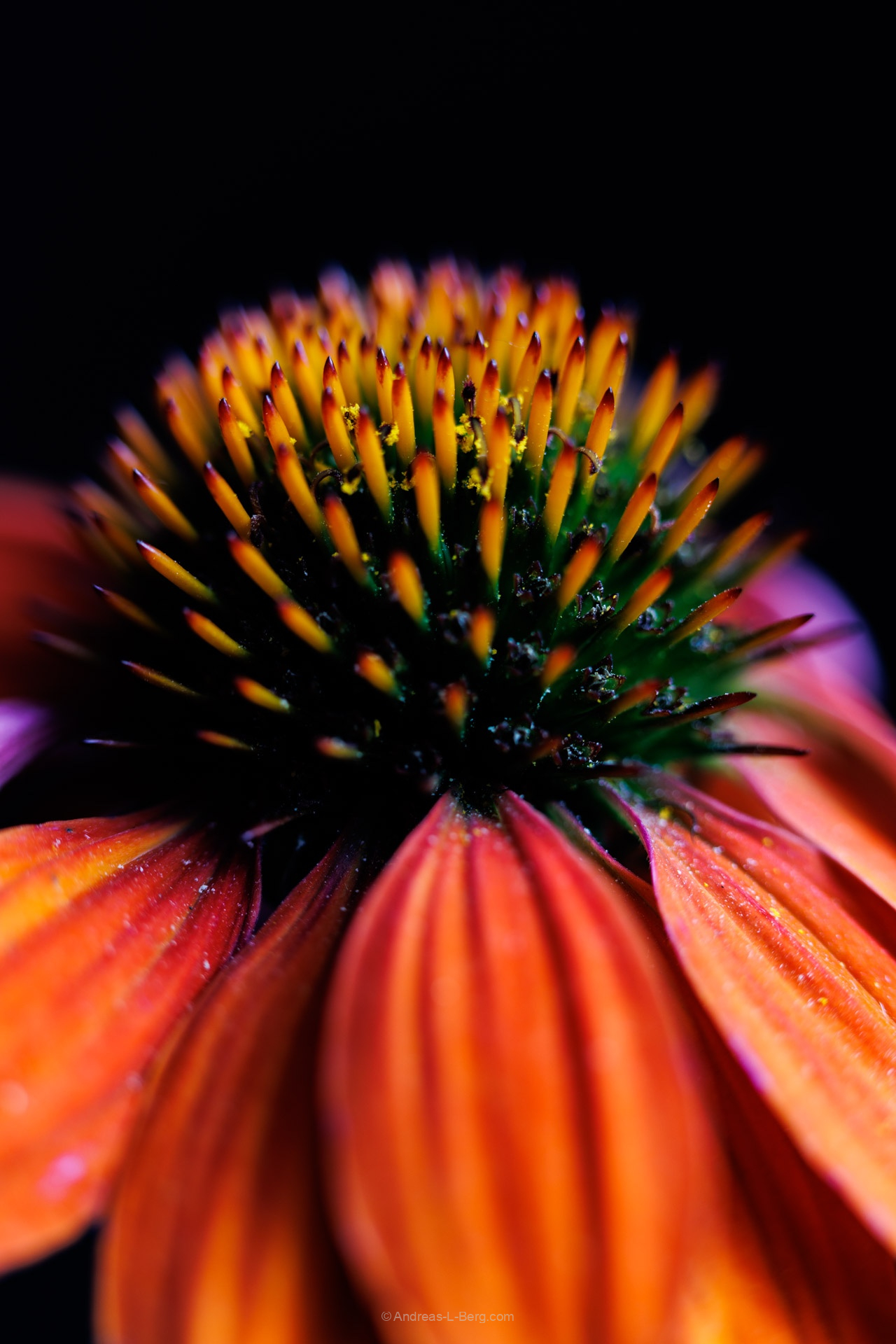 echinacea purpurea