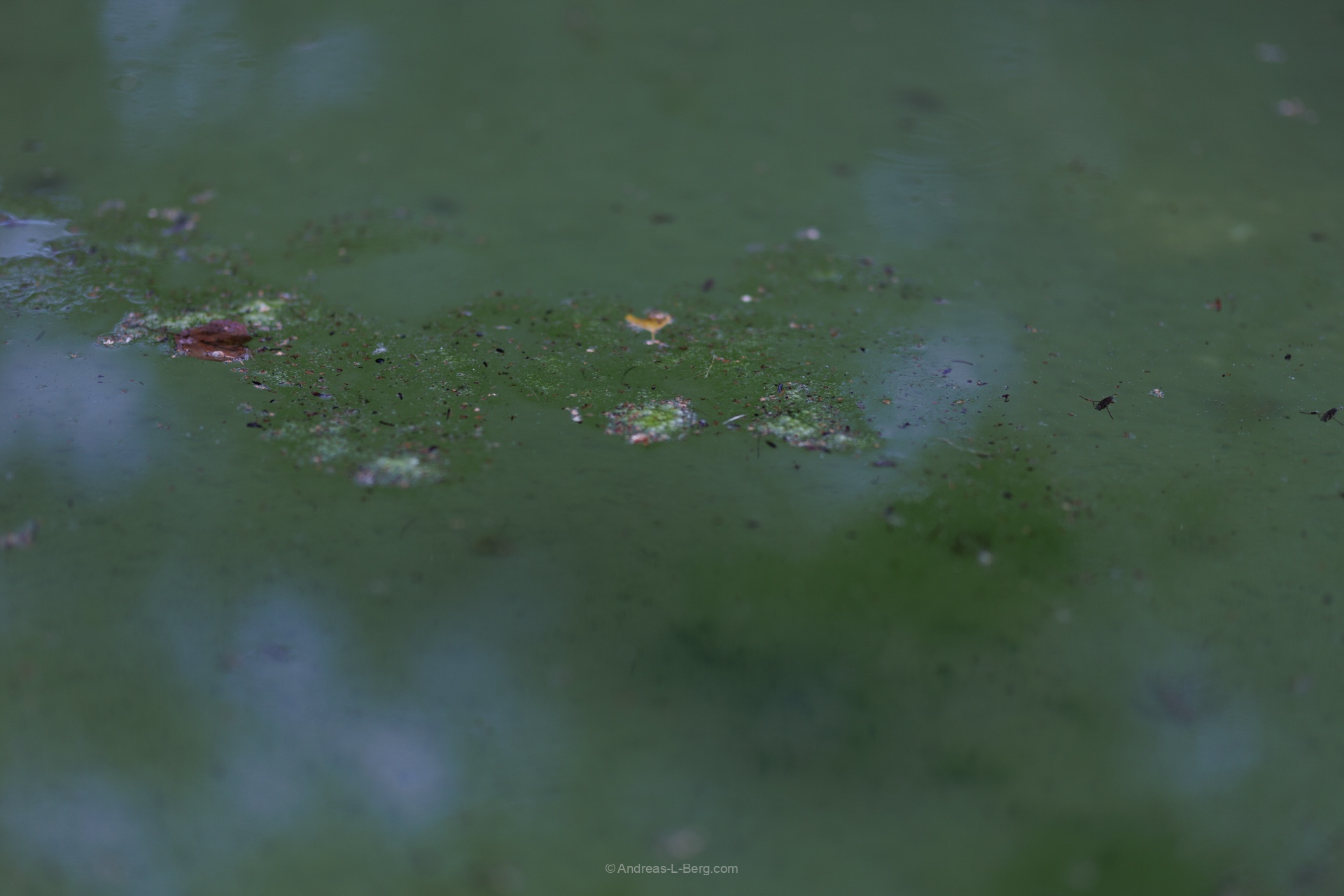 a study of water II