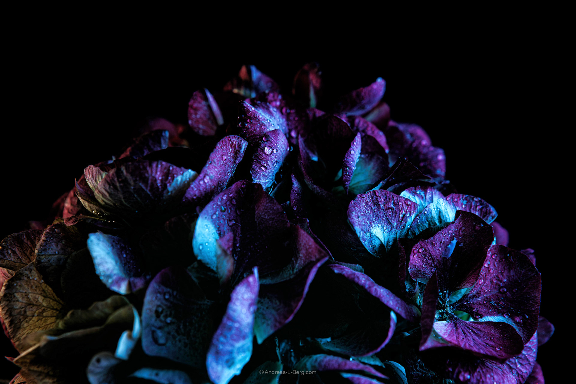 hydrangea macrophylla