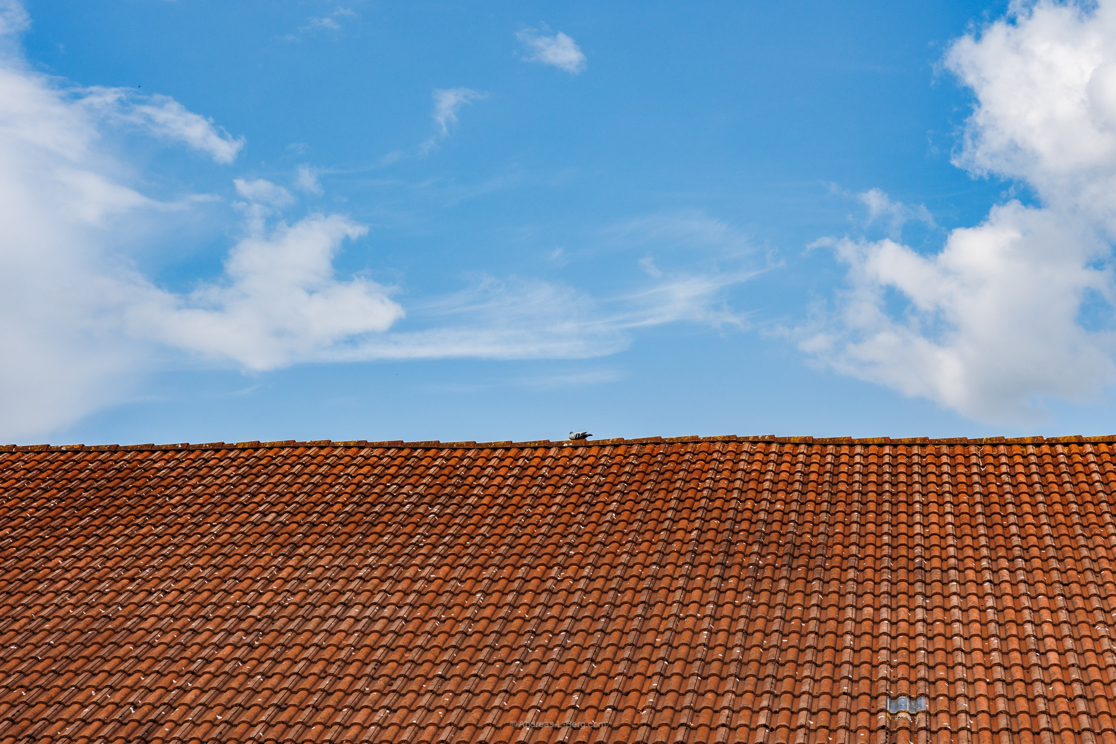 Rather the pigeon on the roof