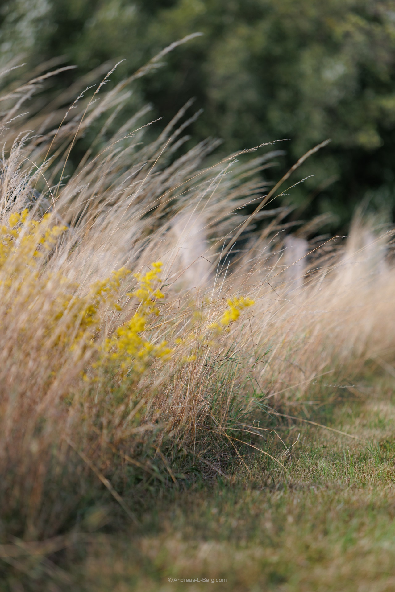 Pasture