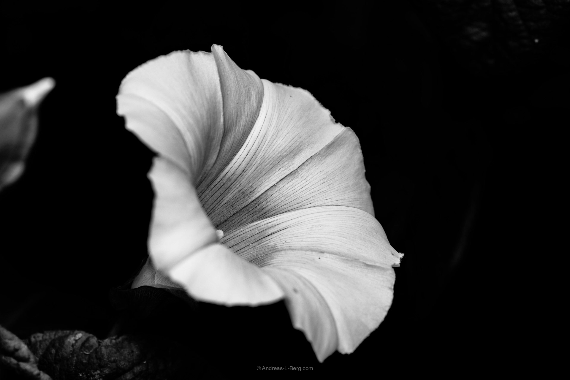 Calystegia sepium
