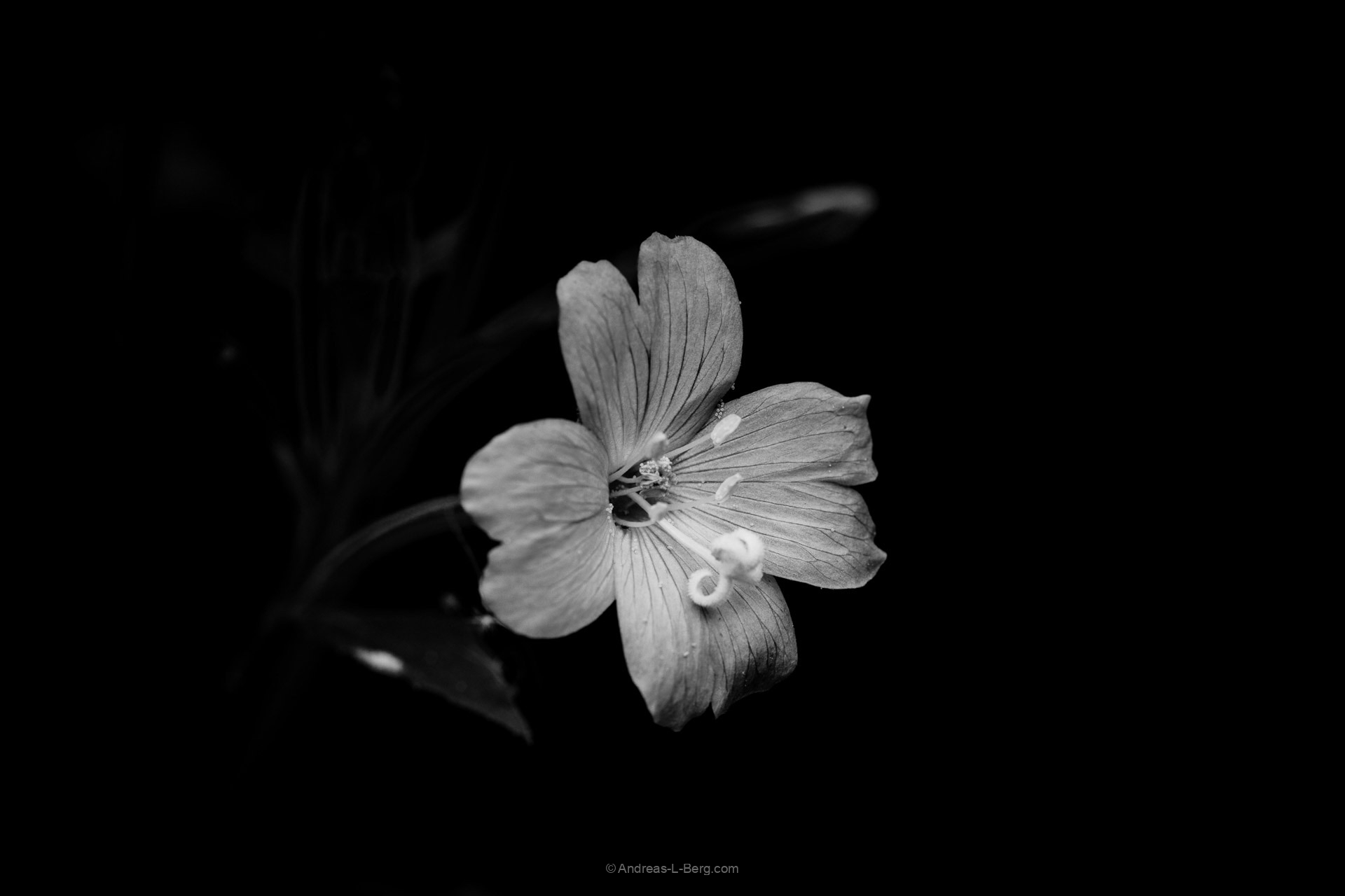 Epilobium hirsutum