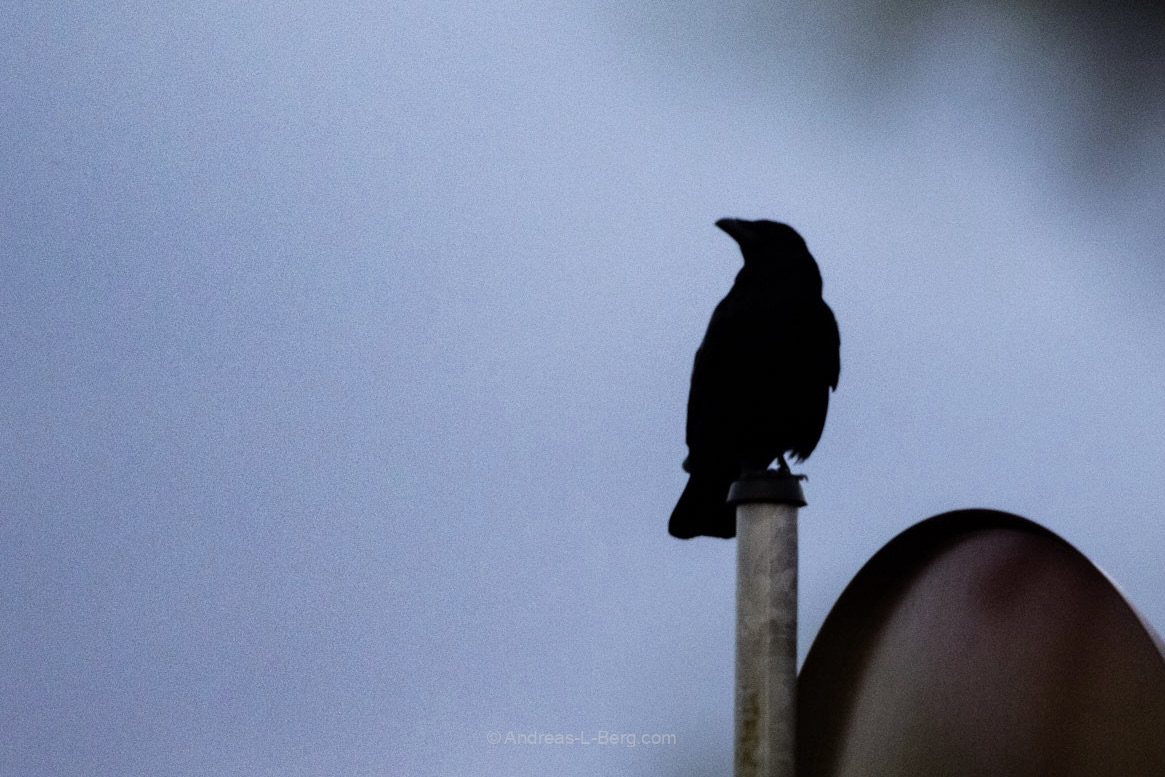 Guardian